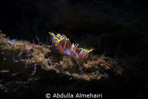 nudibranch by Abdulla Almehairi 